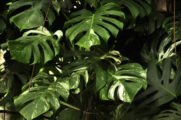 monstera faut il couper ses feuilles marron