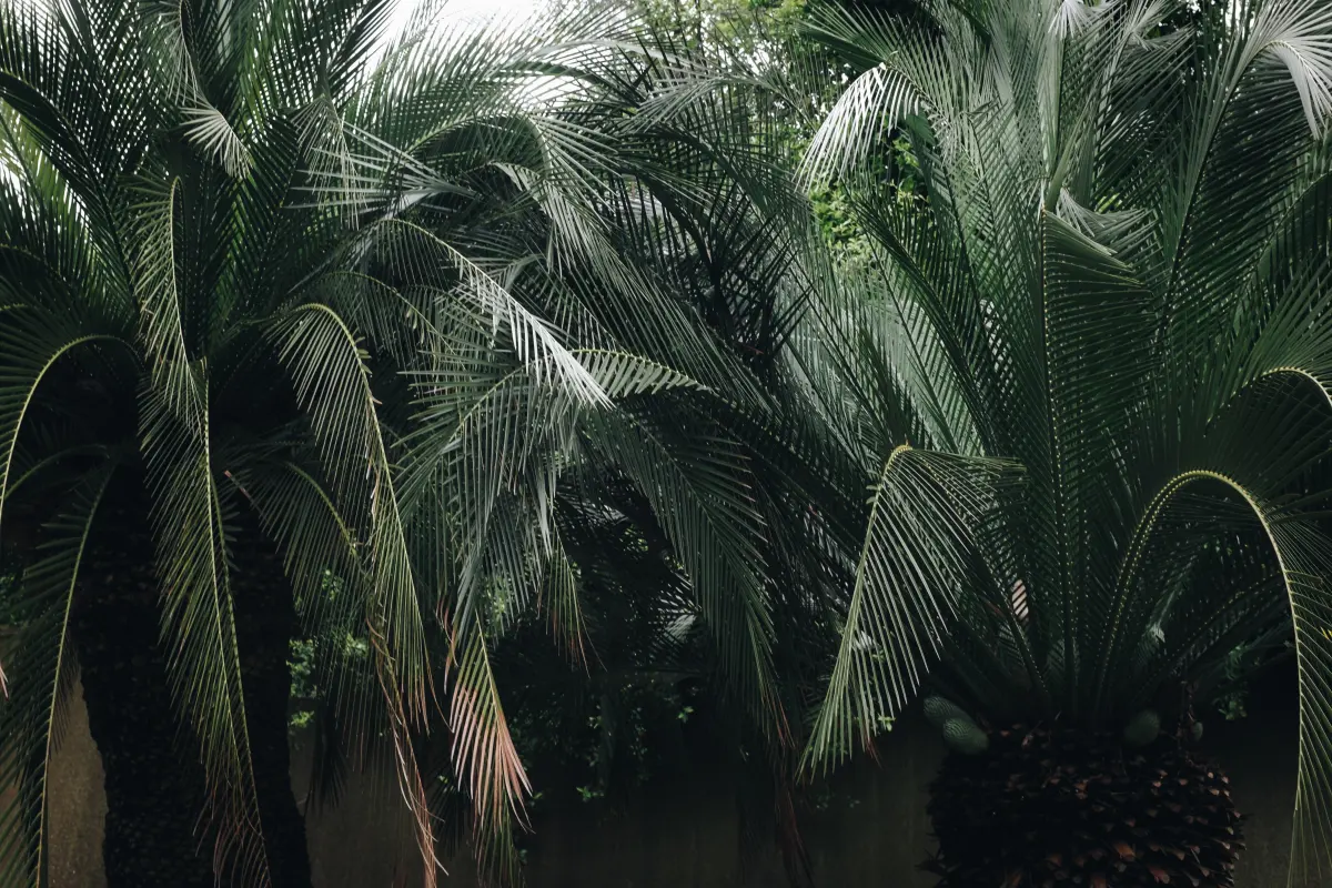 nature palmiers gros feuillage vert fonce plantes geantes comment accélérer la pousse d’un palmier