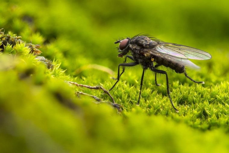 nature photographie vegetaux insecte quelle plante pour eloigner les mouches