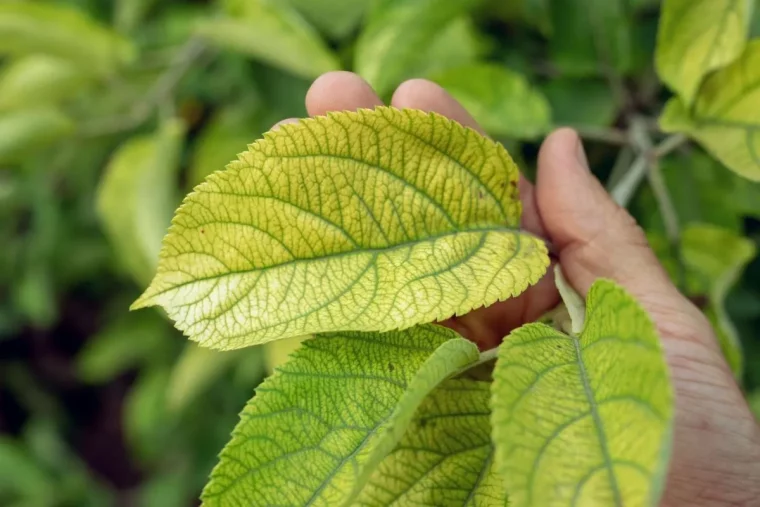 nervures vert tissu foliaire jaune carence fer rosier main jardinier