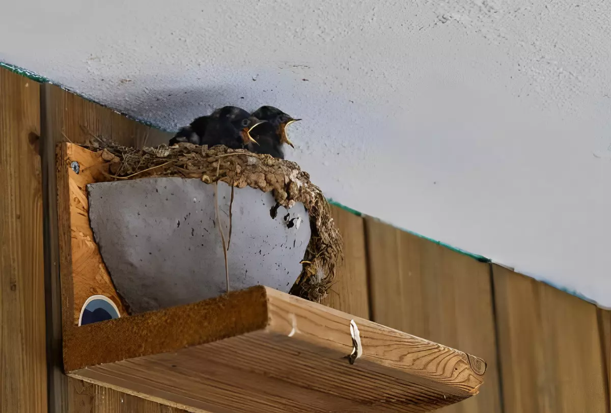 nid d hirondelle en ciment sur un support en bois avec deux petits becs ouverts