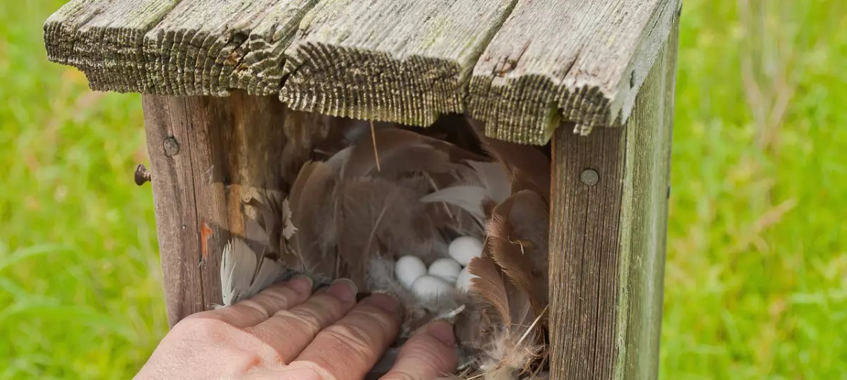 nid dans un nichoir en bois avec cinq œufs d oiseau