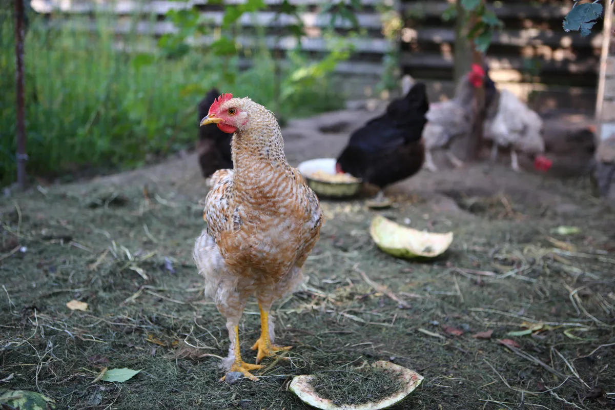 nourrir les poules d aliments frais comment rafraichir ses poules en été