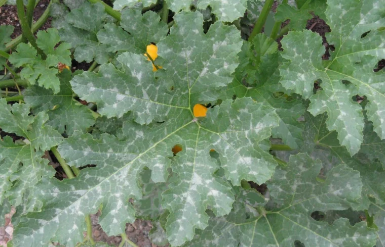 oidium feuille de courgette traitement et prevention