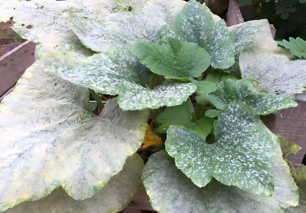 oidium sur les concombres qui a envahi la totalite des feuilles du plant