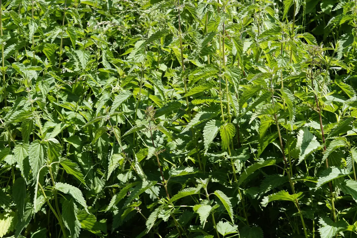 orties en abondance dans le jardin avec des tiges hautes