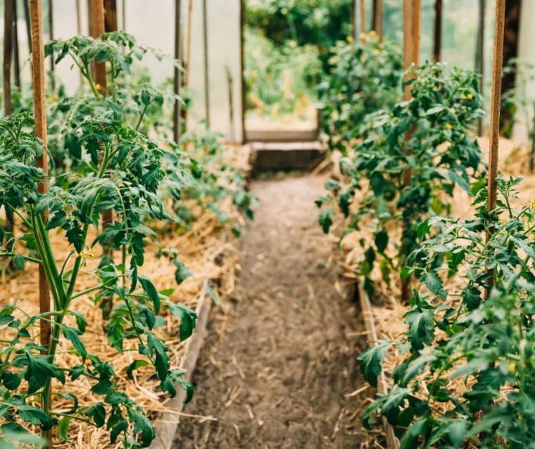 paillage des tomates comment proteger les plantes de la canicule astuces de grand mere