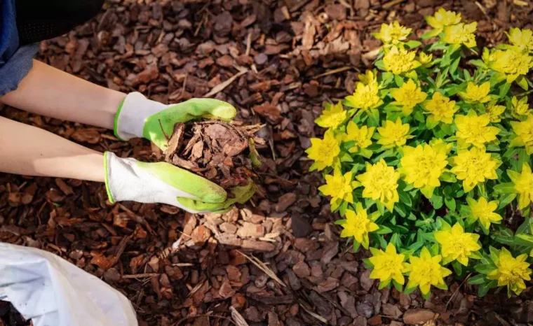 paillage en coupeaux de bois avec un buisson fleuri jaune