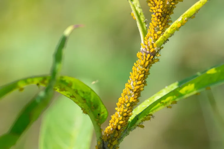 parasites pucerons jaunes tiges feuillages plante arbuste lumiere soleil