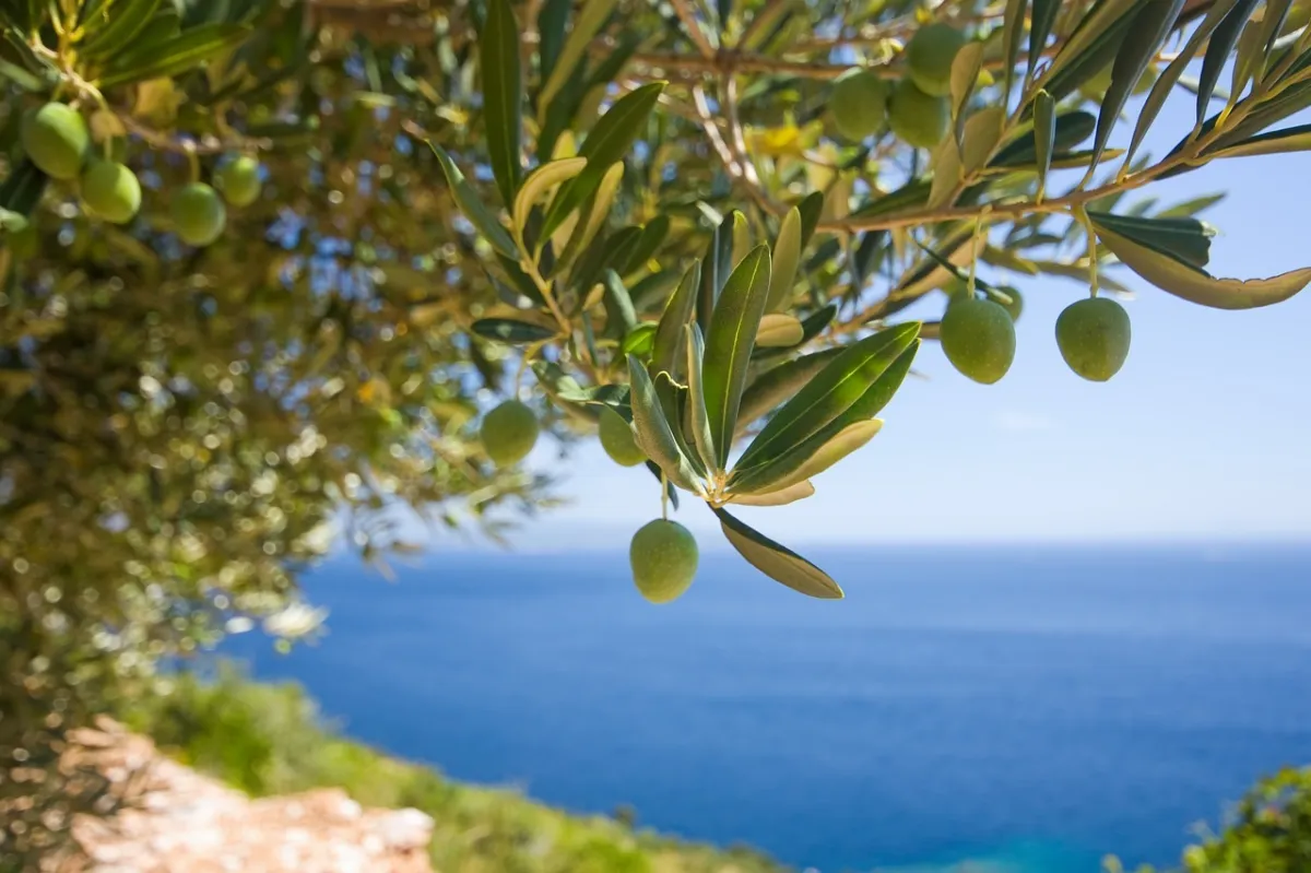 paysage mer eau nature arbres soleil olive fruits feuilles vert fonce