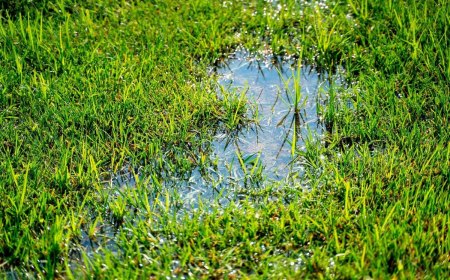 pelouse detrempee gazon herbe drainage sol probleme eau en surface