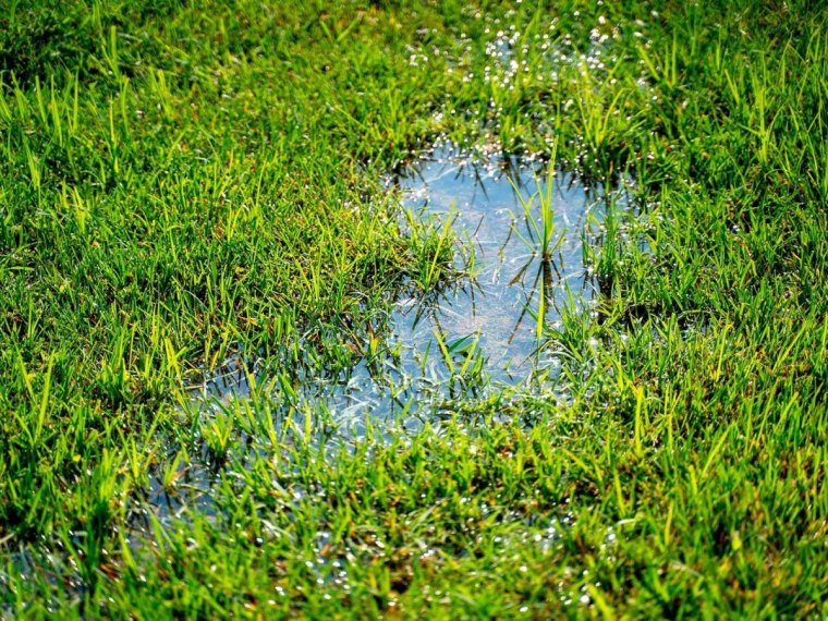pelouse detrempee gazon herbe drainage sol probleme eau en surface