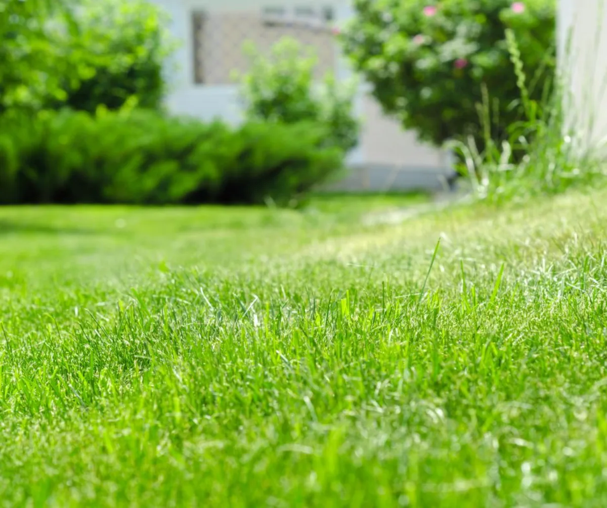 pelouse pente pelouse secheresse facteurs importants