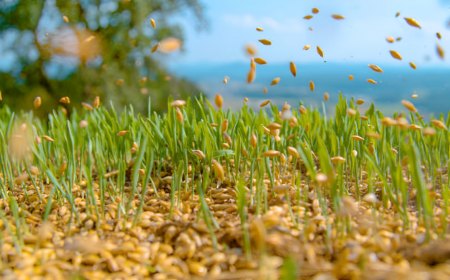 pelouse semee avec des grains en l aire sur fond de pouces verts