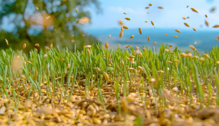 pelouse semee avec des grains en l aire sur fond de pouces verts