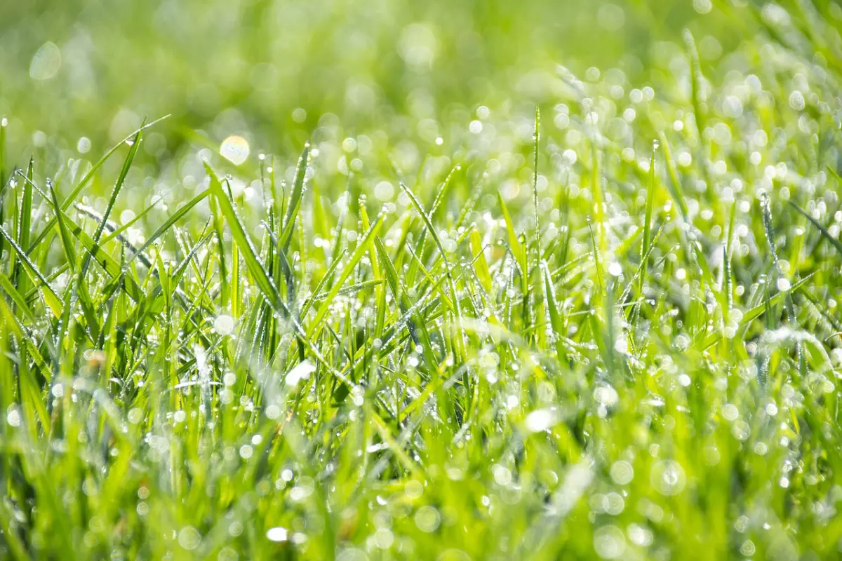 pelouse verte arrosee abondamment avec les gouttelettes d eau visibles