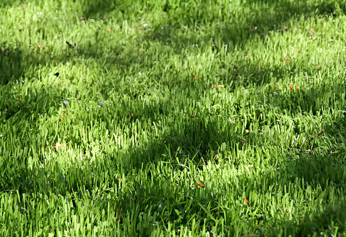 pelouse verte avec des ombres parcemes