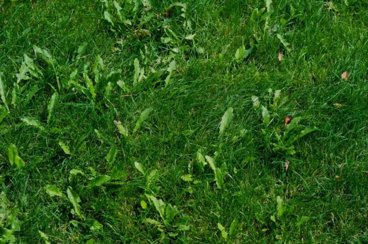 pelouse verte mauvaises herbes trop d arrosage