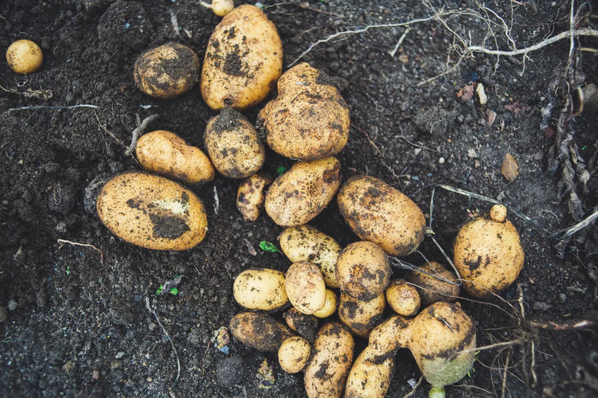 periode de recolte pomme de terre au potager en fonction de la variété de pomme de terre