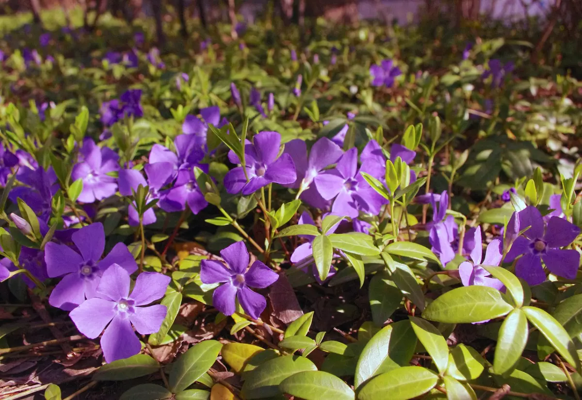 pervenche plante couvre sol avec des fleurs violettes