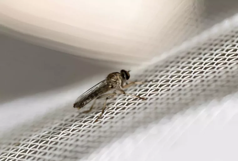 petite mouche noire sur une moustiquaire blanche