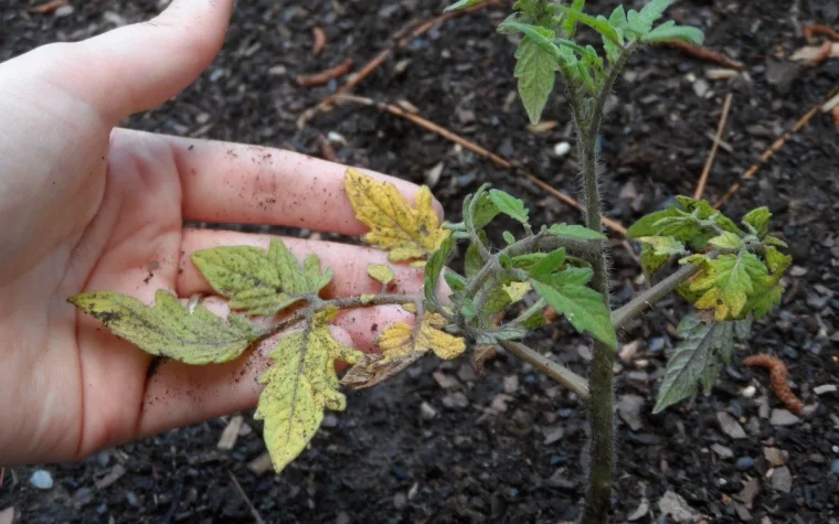 peut on sauver un plant de tomates apres la grele