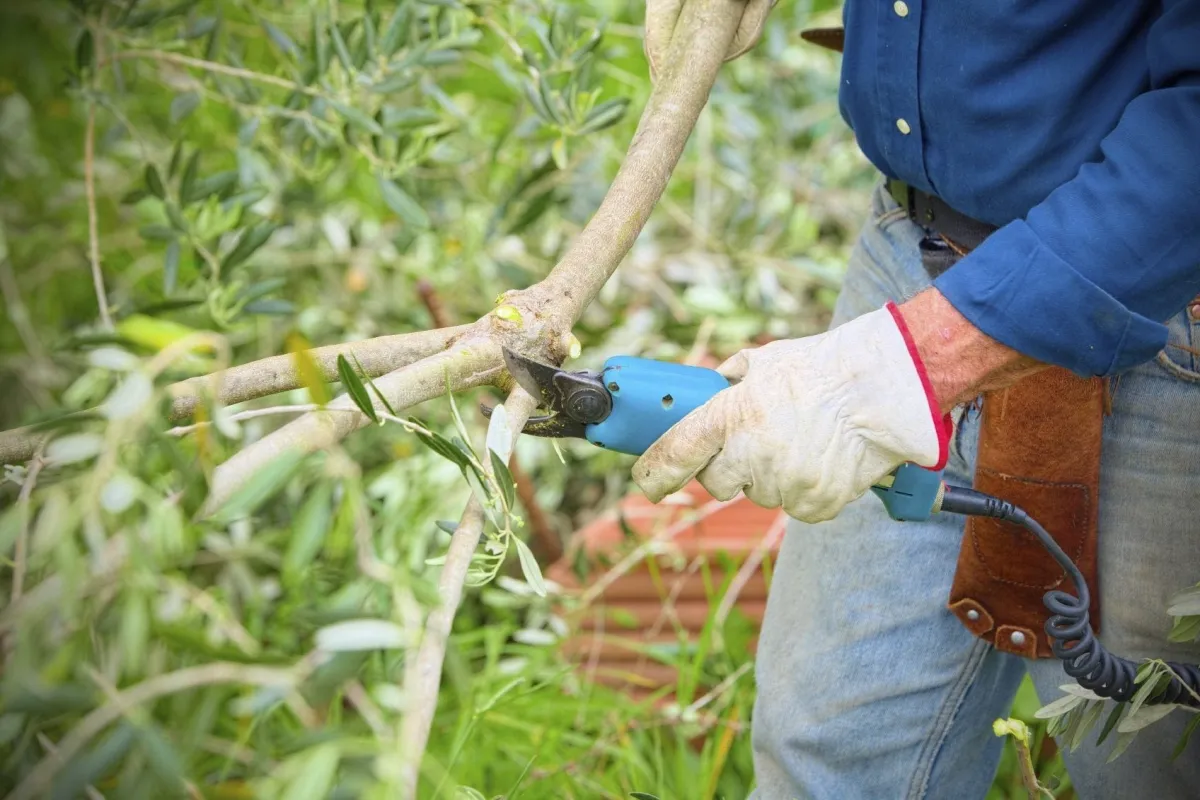 peut on tailler un olivier en juin outil jardin gants jardinage homme