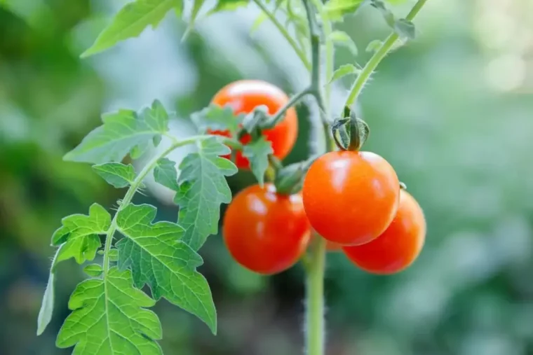 plan de tomate avec tomates quand mettre marc de cafe a leur pied