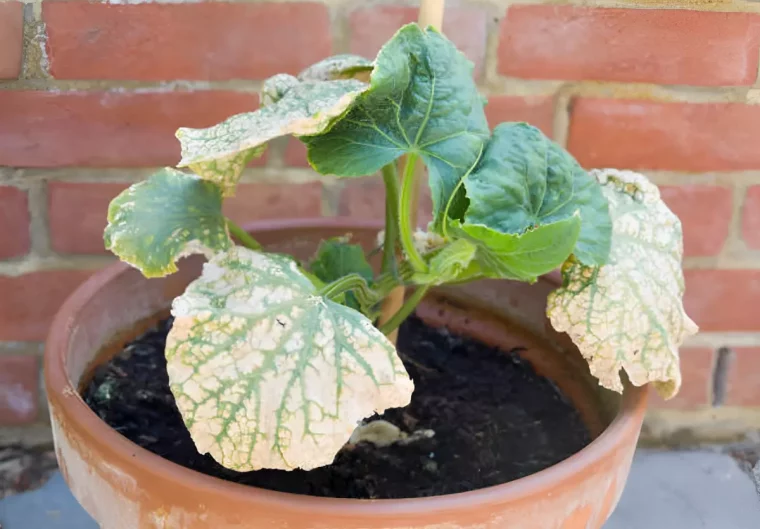 plant de concombre dans un pot avec des feuilles malades et dessechees