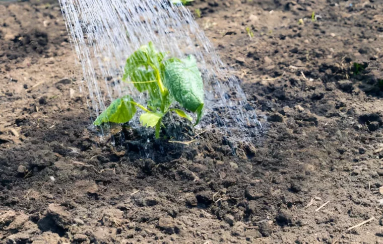 plant isole de concombre abondamment arrose par dessus