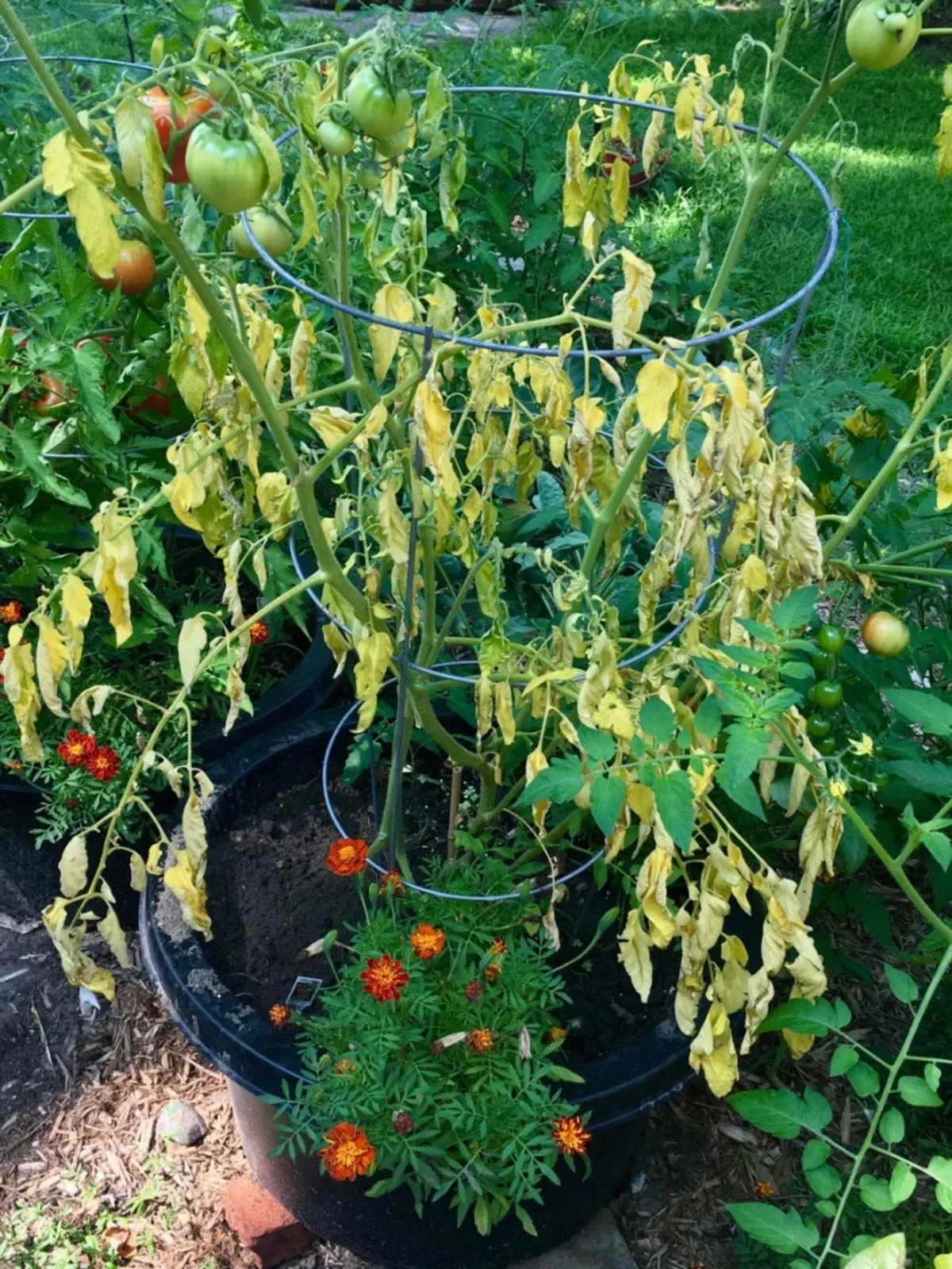 plant tomate en pot support anneaux feuilles qui s enroulent fruits