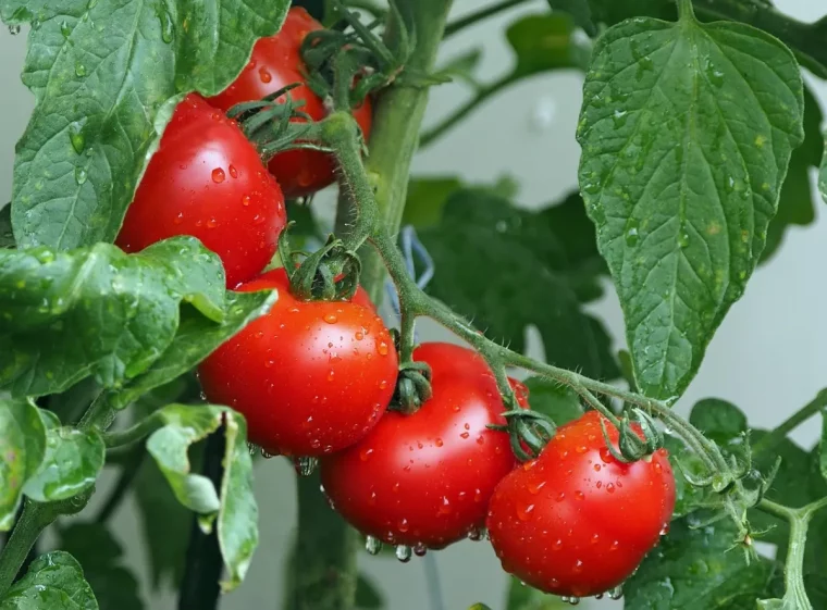 plant tomate feuillage vert arrosage fruits rouges recolte potager