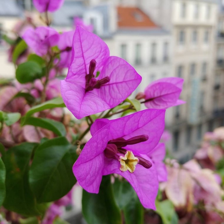 plantation de bougainvillier de meze fleurs violettes