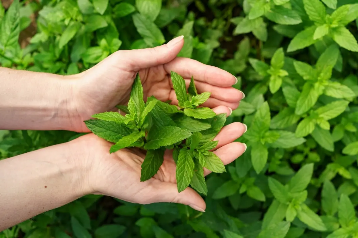 plantation menthe avantages jardin repulsif naturel limace main femme feuilles