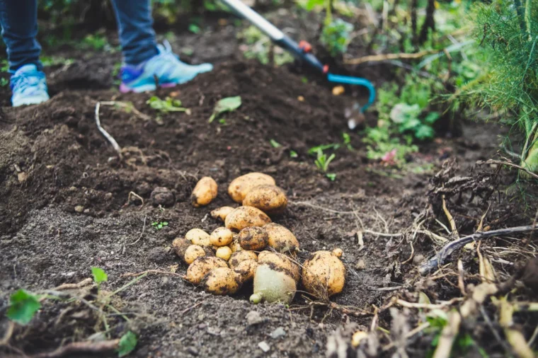 plantation pomme de terre et recole periode et particularités