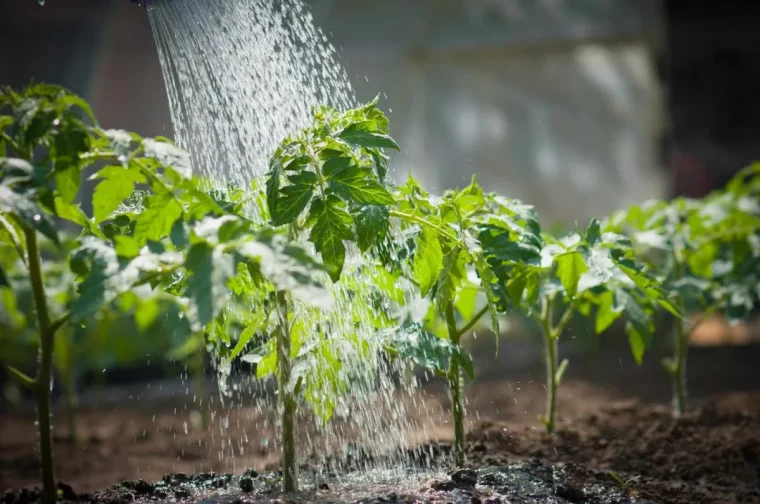 plante de tomate en train d etre arrosser