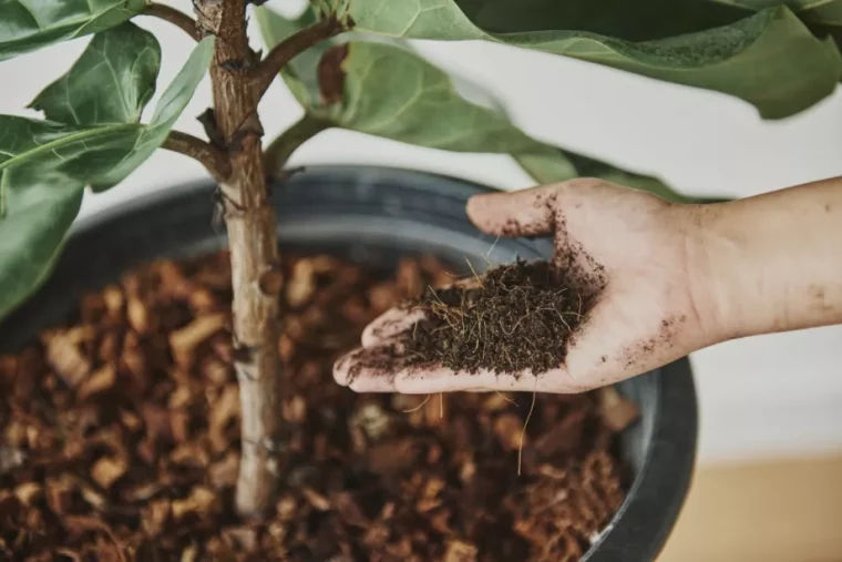 plante d'interieur en pot que faire des peluches du seche linge