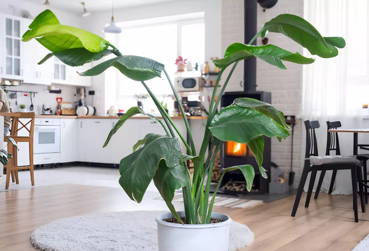 plante tropicale exige des temperatures chaudes sur fond d un poile a gaz dans une cuisine