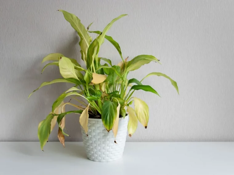 plante verte jaunissement feuilles cause pot blanc plastique spathiphyllum