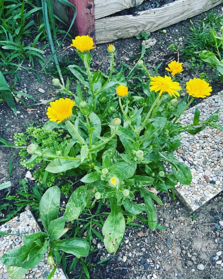 planter des soucis a cote des aubergines