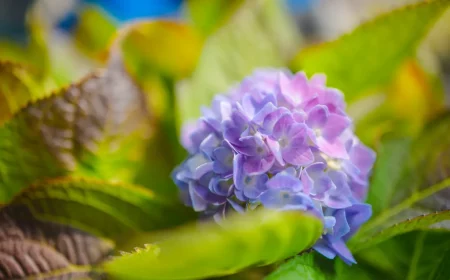 planter hortensia plein soleil feuillage vert petales bleu floraison