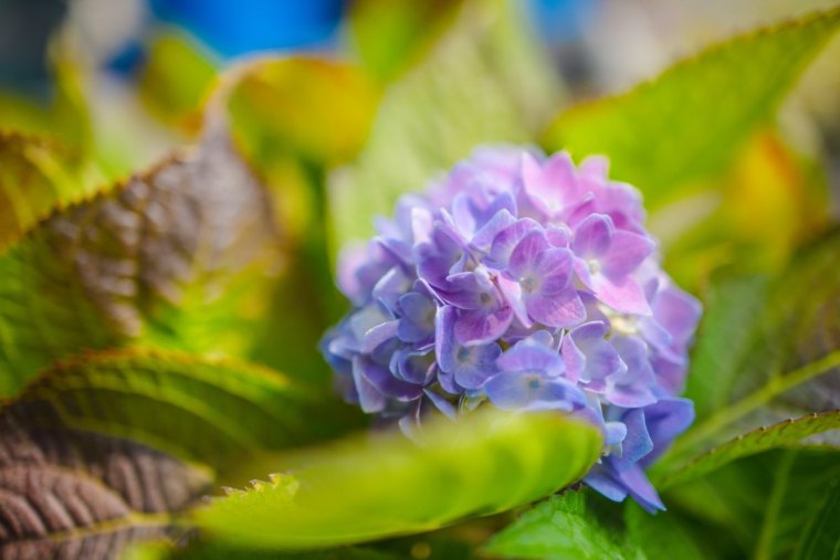 planter hortensia plein soleil feuillage vert petales bleu violet floraison ete