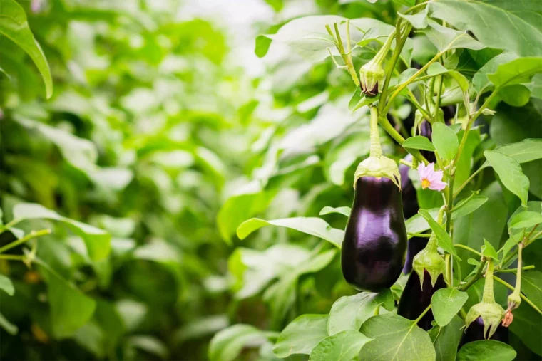 plantes d accompagnemen pour les aubergines