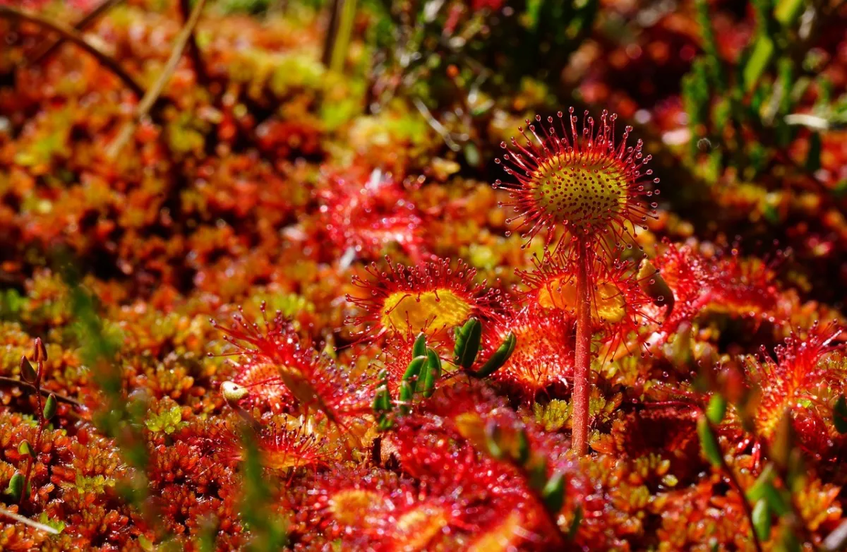 plantes exotiques carnivores nature sauvage piege contre mouches quelle plante pour éloigner les mouches