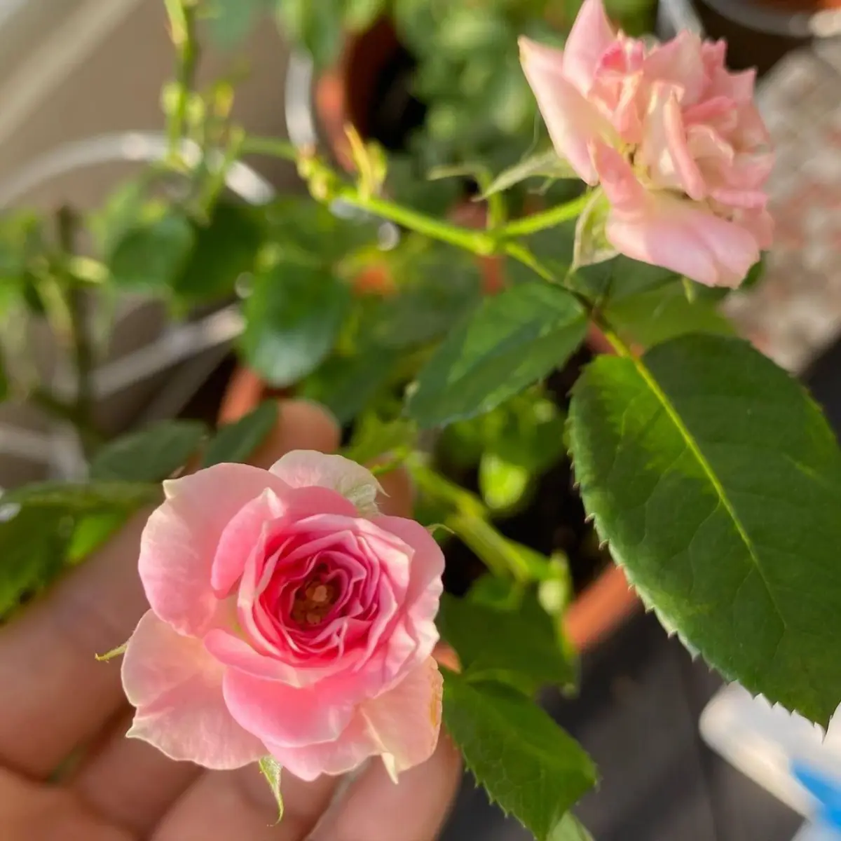 plantes pour balcon soleil jardinieres pot terre cuite fleurs roses