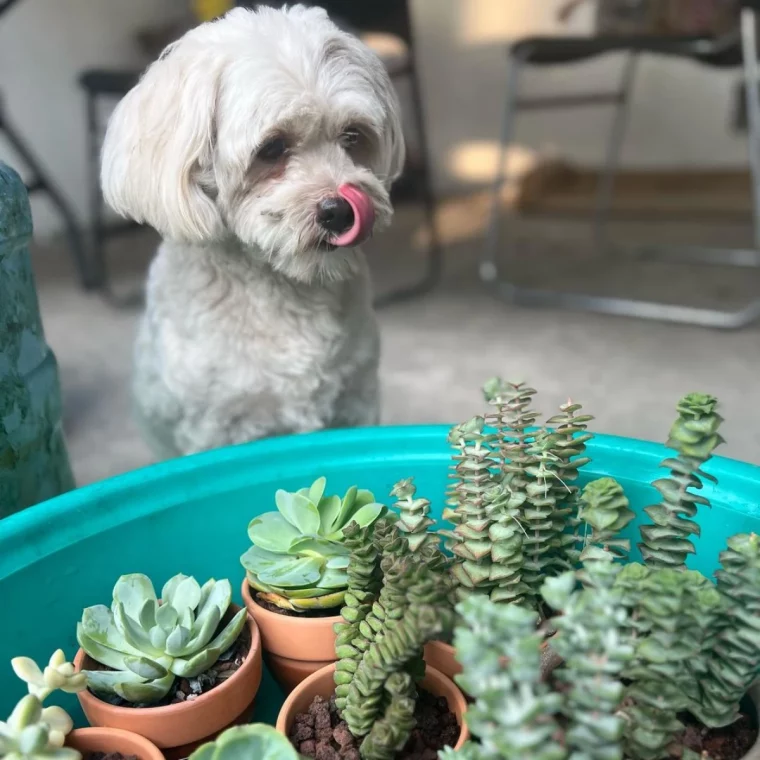 plantes vertes dans une bascine chien blanc