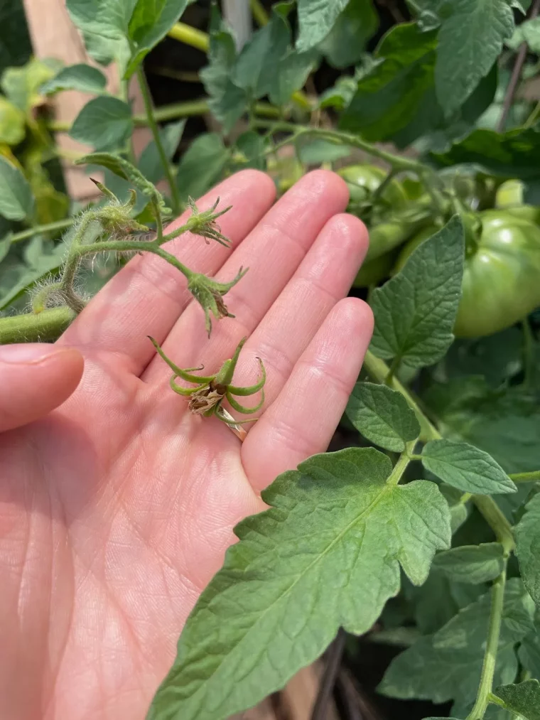 plants de tomates en floraison tout ce qu il faut savoir