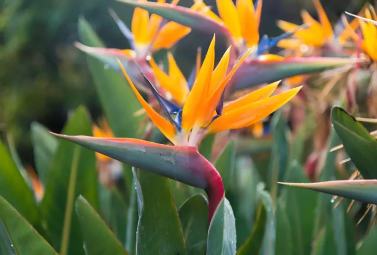 plusieurs plantes d oiseau de paradis