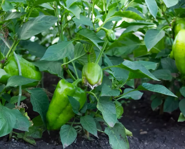 poivron vert fonce sur pied atteint de la pourriture apicale avec d autres poivrons sains