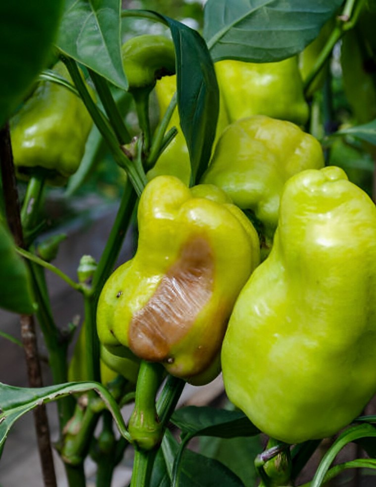 poivron vert pourri sur pied avec d autres poivrons sains